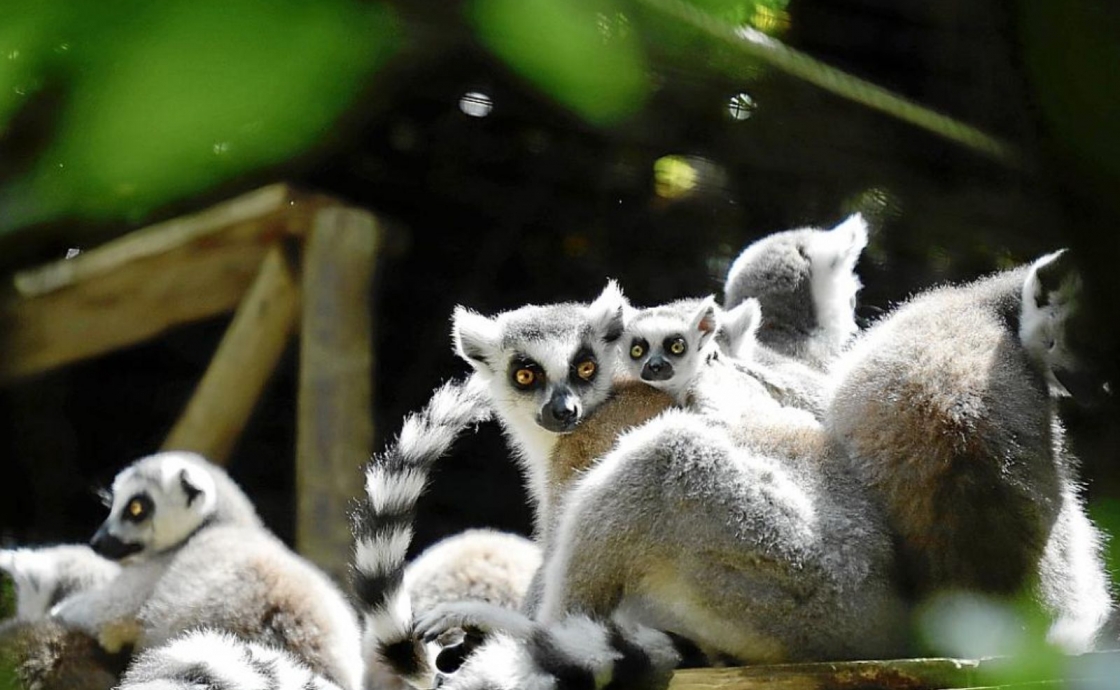 Natura Parc, santuario de animales