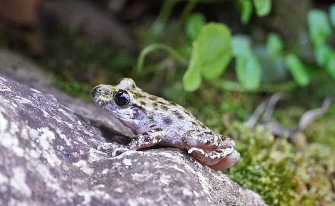 7 native animals you'll only see in Mallorca